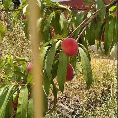 ラグジュアリーテント Tienda Acogedora Con Piscina 