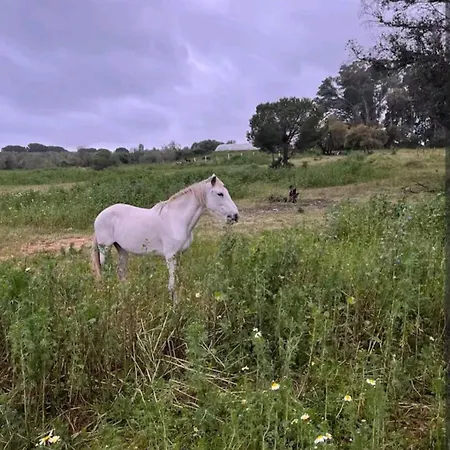 Tienda Acogedora Con Piscina 